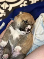 Meatball, a male Shiba Inu for sale in Lutz, FL – Photo 6 of 6