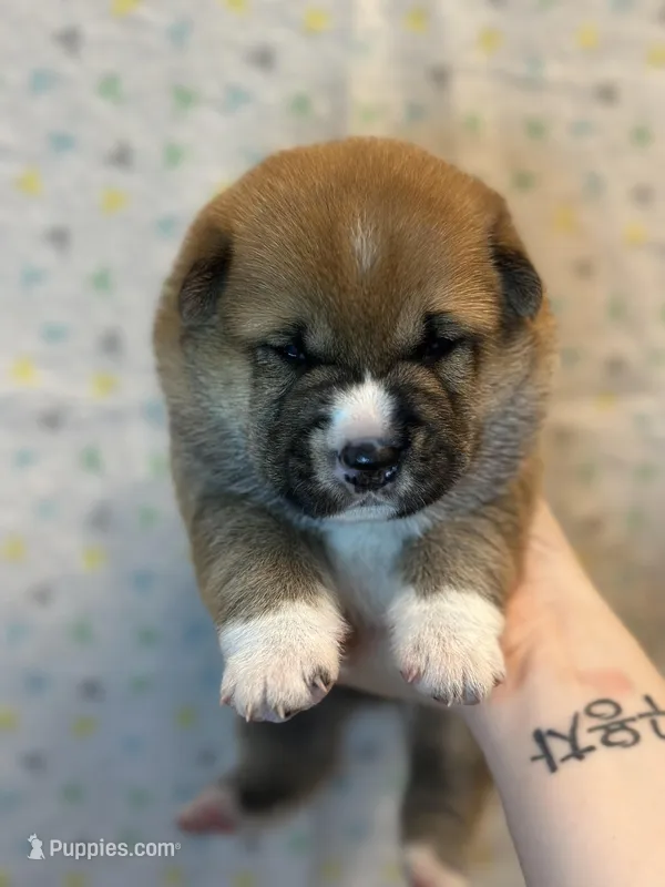 Meatball – Shiba Inu puppy for sale in Lutz, FL