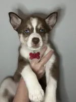 Juniper, a female Siberian Husky and Pomsky for sale in Lutz, FL – 3 of 7