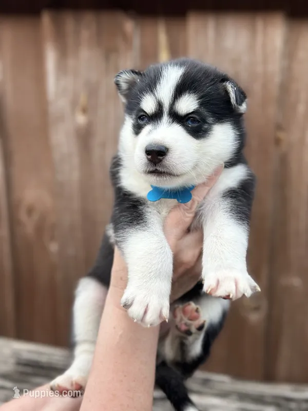 Hemlock – Siberian Husky, Pomsky puppy for sale in Lutz, FL