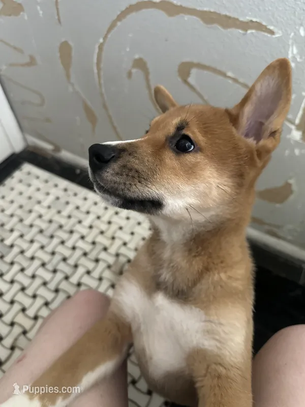 Meatball – Shiba Inu puppy for sale in Lutz, FL