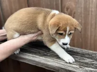 Tiramisu, a female Shiba Inu for sale in Lutz, FL – 3 of 6