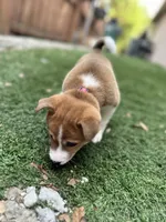 Tiramisu, a female Shiba Inu for sale in Lutz, FL – 5 of 6