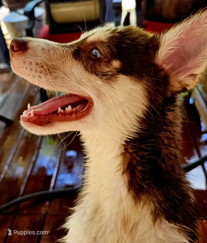 Scout – Siberian Husky, Pomsky puppy for sale in Lutz, FL