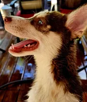Scout, a male Siberian Husky and Pomsky for sale in Lutz, FL – 1 of 4