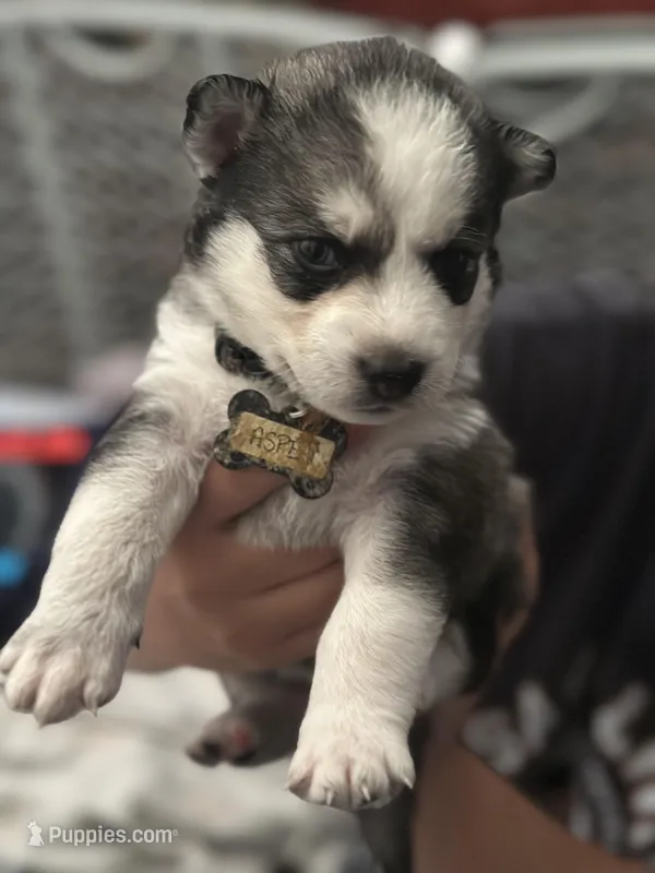 Aspen – Siberian Husky, Pomsky puppy for sale in Lutz, FL