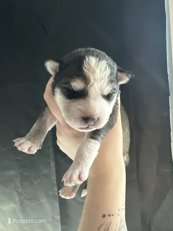 Aspen – Siberian Husky, Pomsky puppy for sale in Lutz, FL