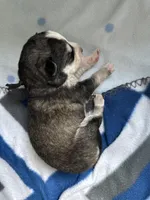 Aspen, a male Siberian Husky and Pomsky for sale in Lutz, FL – Photo 3 of 3