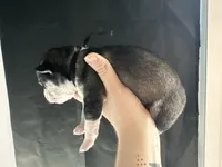 Aspen, a male Siberian Husky and Pomsky for sale in Lutz, FL – Photo 2 of 3