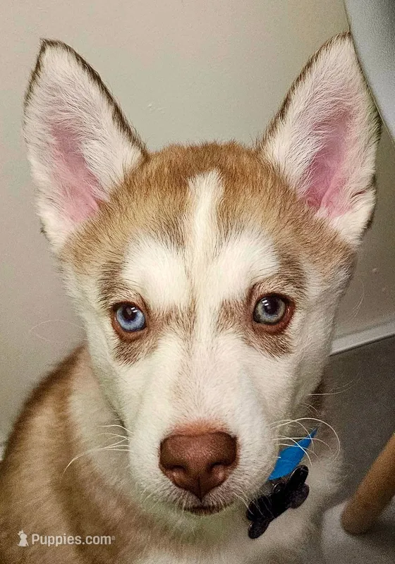 Clementine – Siberian Husky, Pomsky puppy on hold in Lutz, FL