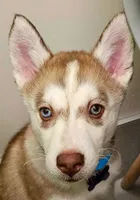 Clementine, a female Siberian Husky and Pomsky for sale in Lutz, FL – 1 of 9
