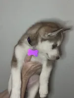Clementine, a female Siberian Husky and Pomsky for sale in Lutz, FL – 5 of 10