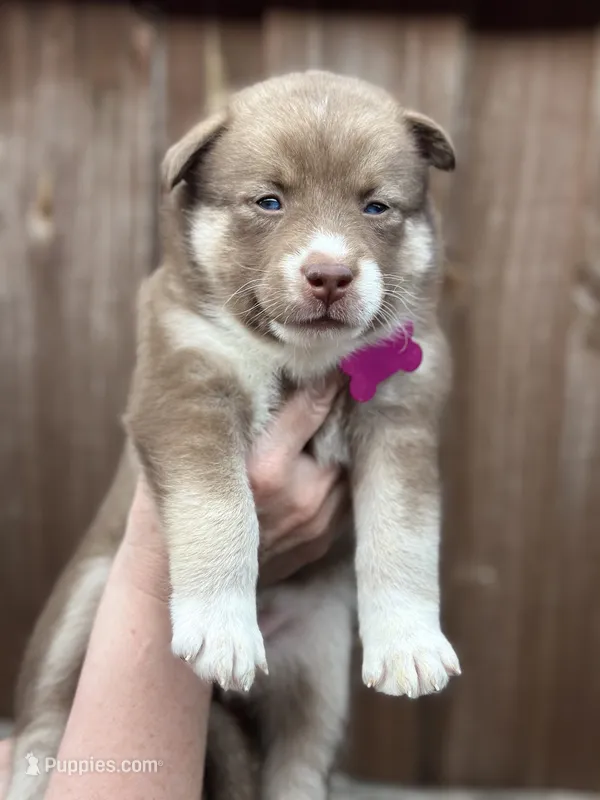 Sage – Siberian Husky, Pomsky puppy for sale in Lutz, FL