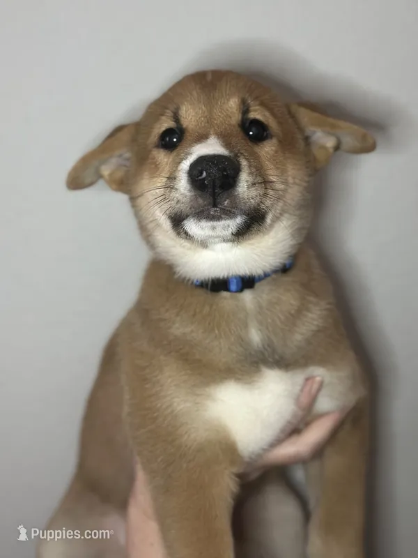 Meatball – Shiba Inu puppy for sale in Lutz, FL