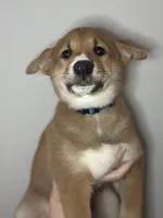 Meatball, a male Shiba Inu for sale in Lutz, FL – 1 of 8