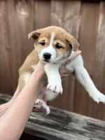 Tiramisu, a female Shiba Inu for sale in Lutz, FL – 1 of 6