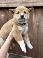 Ravioli, a male Shiba Inu for sale in Lutz, FL – 4 of 8