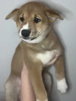 Meatball, a male Shiba Inu for sale in Lutz, FL – 4 of 8