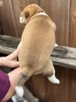 Tiramisu, a female Shiba Inu for sale in Lutz, FL – 4 of 6