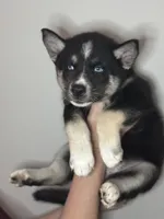 Flint, a male Siberian Husky and Pomsky for sale in Lutz, FL – 2 of 8
