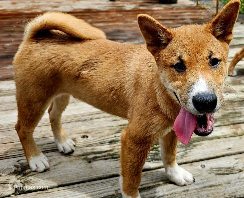 Meatball – Shiba Inu puppy for sale in Lutz, FL
