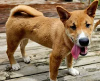Meatball, a male Shiba Inu for sale in Lutz, FL – 1 of 5