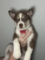 Juniper, a female Siberian Husky and Pomsky for sale in Lutz, FL – 4 of 7