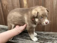 Sage, a female Siberian Husky and Pomsky for sale in Lutz, FL – 5 of 8
