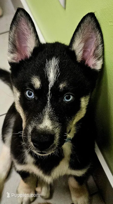 Flint – Siberian Husky, Pomsky puppy for sale in Lutz, FL