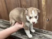 Clementine, a female Siberian Husky and Pomsky for sale in Lutz, FL – 6 of 10