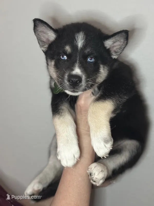 Flint – Siberian Husky, Pomsky puppy for sale in Lutz, FL