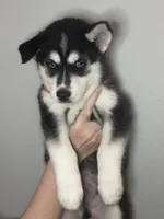 Brook, a male Siberian Husky and Pomsky for sale in Lutz, FL – 3 of 8