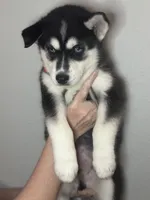 Brook, a male Siberian Husky and Pomsky for sale in Lutz, FL – 5 of 8
