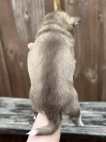 Clementine, a female Siberian Husky and Pomsky for sale in Lutz, FL – 8 of 10