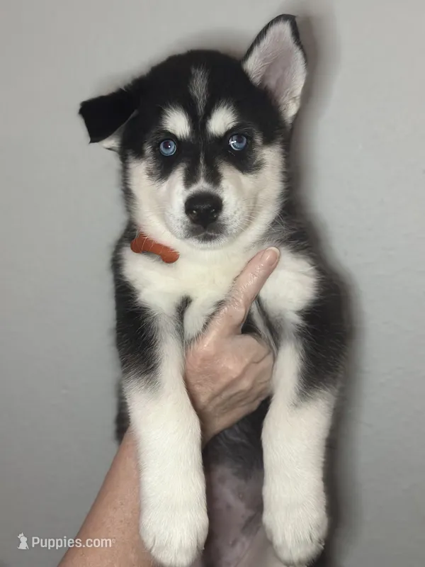 Brook – Siberian Husky, Pomsky puppy for sale in Lutz, FL