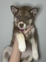 Sage, a female Siberian Husky and Pomsky for sale in Lutz, FL – 3 of 8