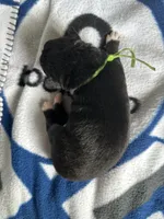 Flint, a male Siberian Husky and Pomsky for sale in Lutz, FL – Photo 3 of 3