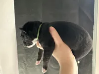 Flint, a male Siberian Husky and Pomsky for sale in Lutz, FL – Photo 2 of 3