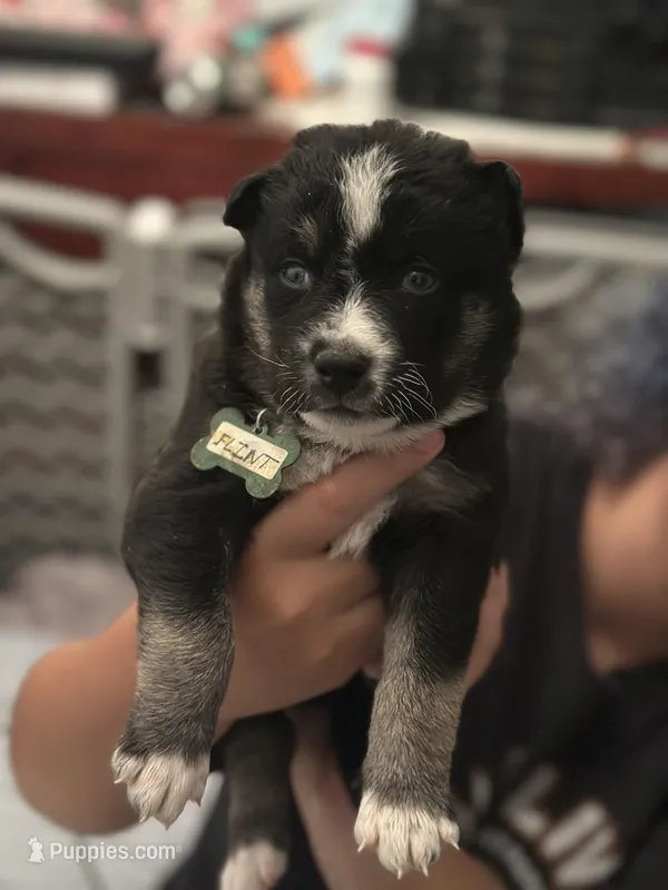Flint – Siberian Husky, Pomsky puppy for sale in Lutz, FL