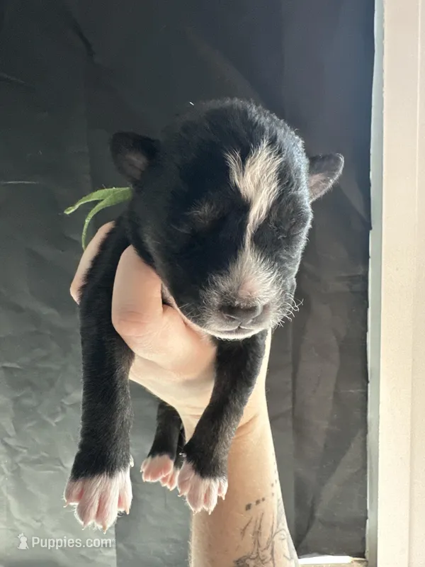 Flint – Siberian Husky, Pomsky puppy for sale in Lutz, FL