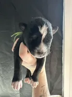 Flint, a male Siberian Husky and Pomsky for sale in Lutz, FL – Photo 1 of 3