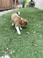 Tiramisu, a female Shiba Inu for sale in Lutz, FL – 6 of 6