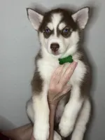 Scout, a male Siberian Husky and Pomsky for sale in Lutz, FL – 4 of 6