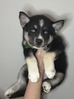 Flint, a male Siberian Husky and Pomsky for sale in Lutz, FL – 4 of 8