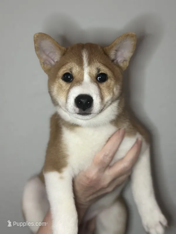 Tiramisu – Shiba Inu puppy for sale in Lutz, FL