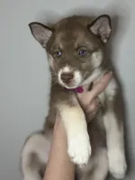 Sage, a female Siberian Husky and Pomsky for sale in Lutz, FL – 2 of 8