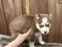 Scout, a male Siberian Husky and Pomsky for sale in Lutz, FL – 5 of 6
