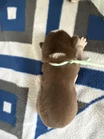 Scout, a male Siberian Husky and Pomsky for sale in Lutz, FL – Photo 3 of 3