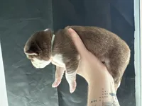 Scout, a male Siberian Husky and Pomsky for sale in Lutz, FL – Photo 2 of 3