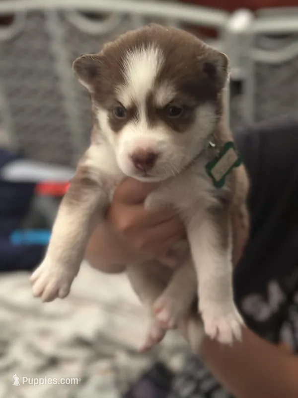 Scout – Siberian Husky, Pomsky puppy for sale in Lutz, FL